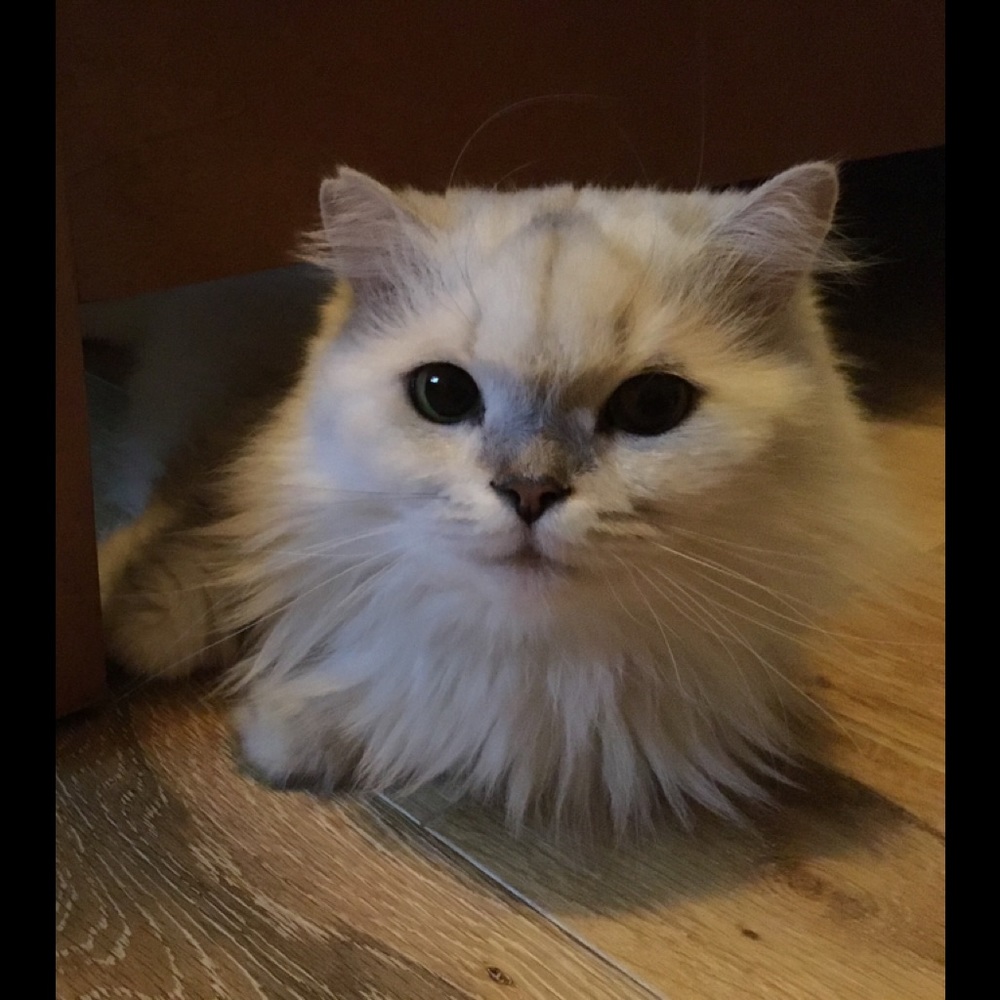 Meet your Posher, Eunjoo